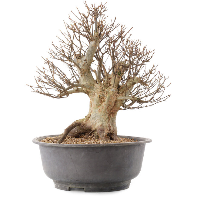 Acer buergerianum, 38 cm, ± 25 jaar oud