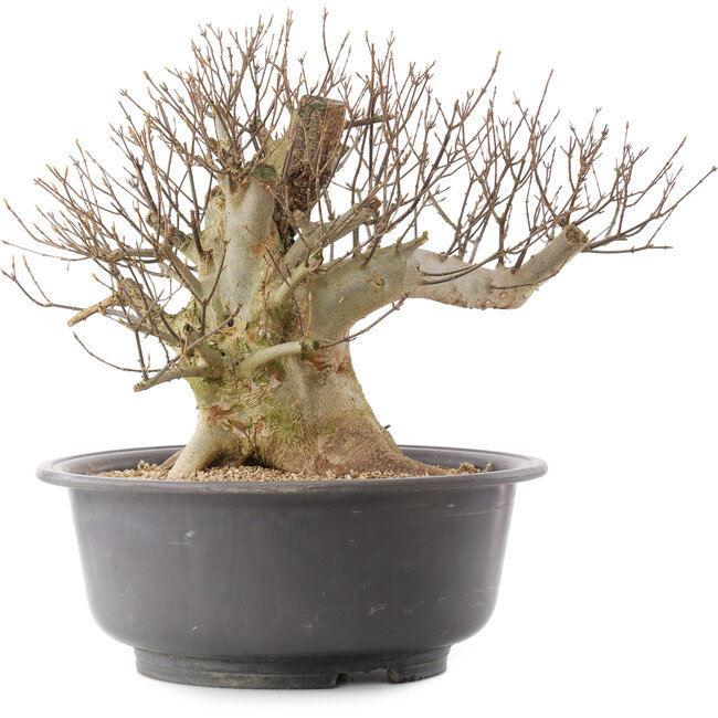 Acer buergerianum, 35,5 cm, ± 25 years old
