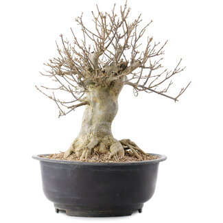 Acer buergerianum, 38 cm, ± 25 jaar oud