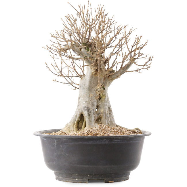 Acer buergerianum, 37 cm, ± 25 jaar oud