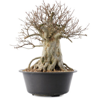 Acer buergerianum, 35,5 cm, ± 25 jaar oud