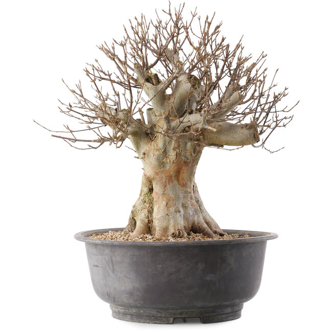 Acer buergerianum, 37,5 cm, ± 25 jaar oud