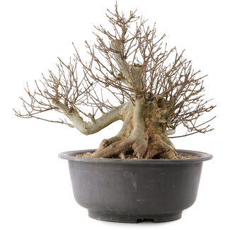 Acer buergerianum, 39,5 cm, ± 25 jaar oud