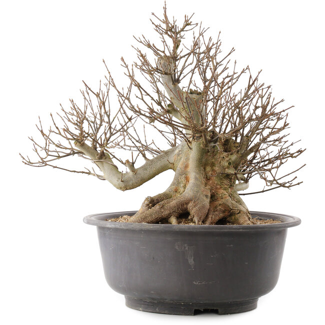 Acer buergerianum, 39,5 cm, ± 25 años