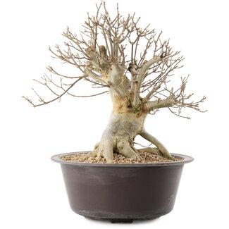 Acer buergerianum, 33 cm, ± 25 anni