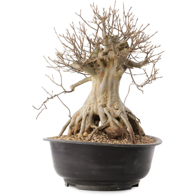 Acer buergerianum, 38 cm, ± 25 anni