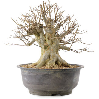 Acer buergerianum, 32,5 cm, ± 25 anni