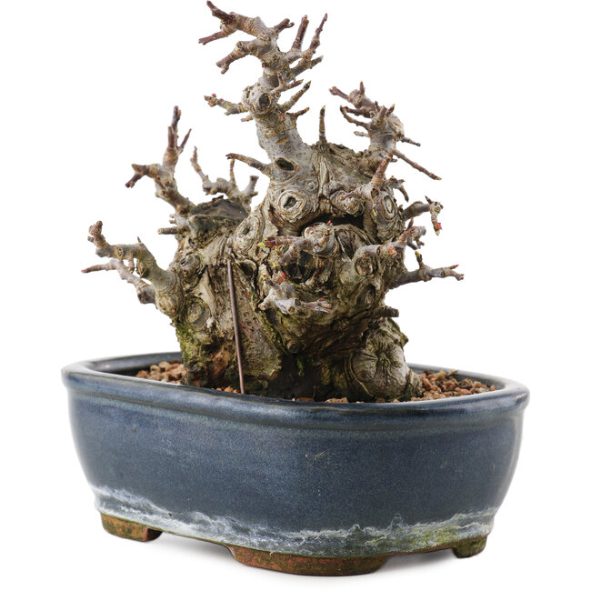 Malus, 16 cm, ± 20 jaar oud