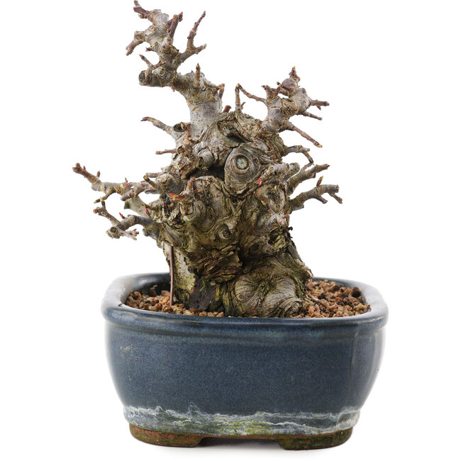 Malus, 16 cm, ± 20 anni