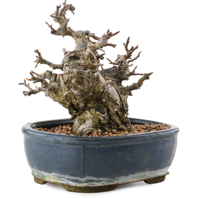 Malus, 16 cm, ± 20 años