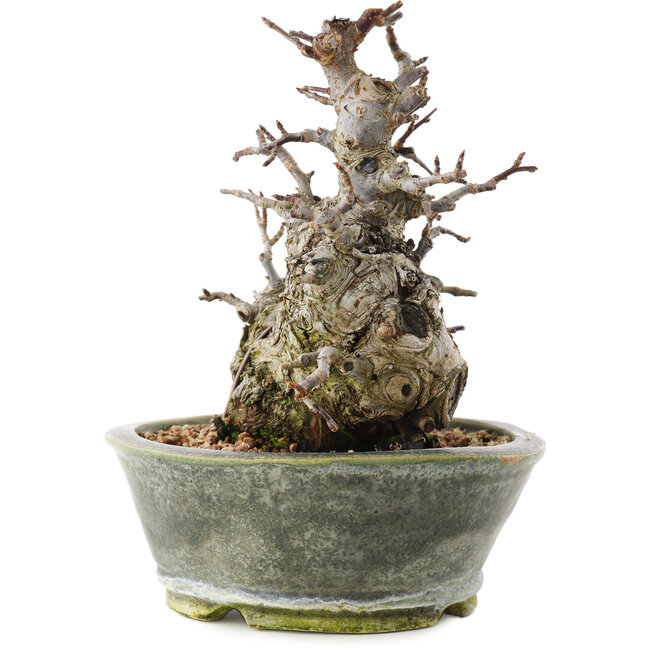 Malus, 17 cm, ± 20 Jahre alt