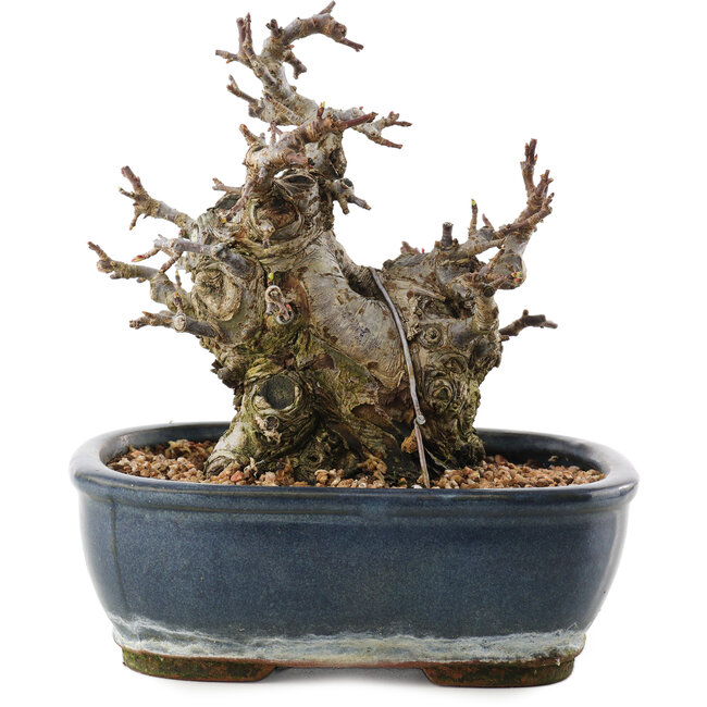 Malus, 16 cm, ± 20 jaar oud