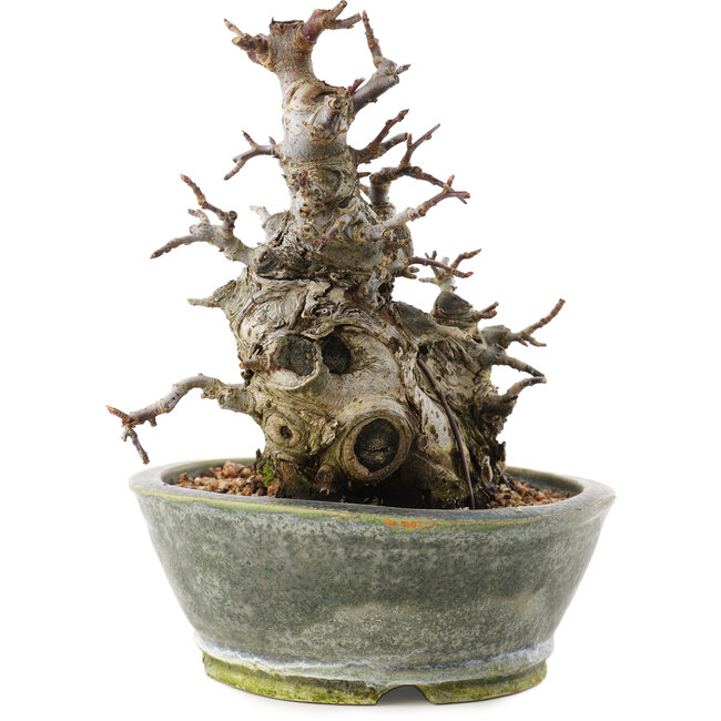 Malus, 17 cm, ± 20 years old