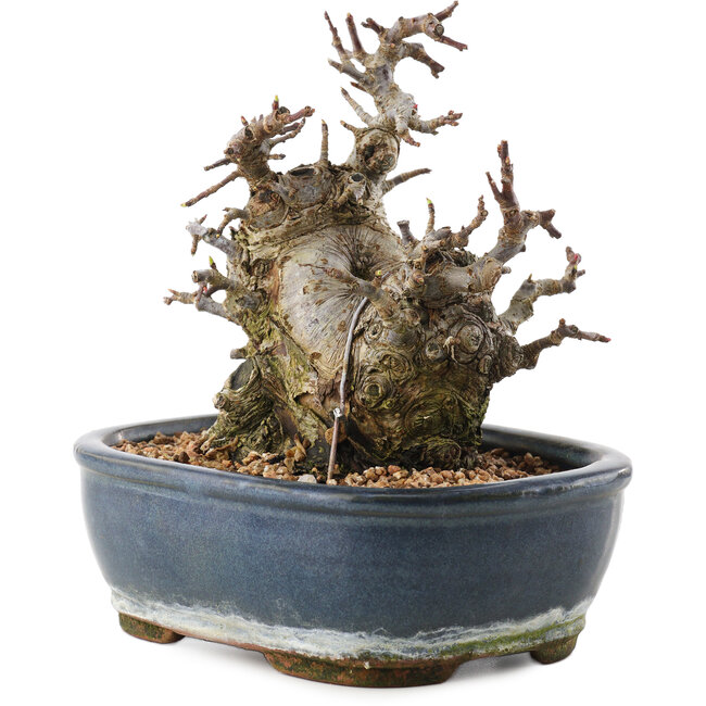 Malus, 16 cm, ± 20 ans