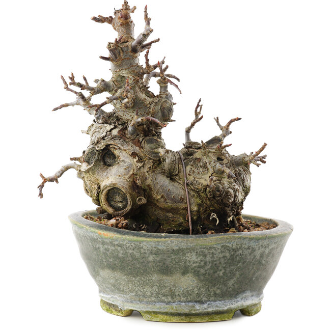 Malus, 17 cm, ± 20 anni