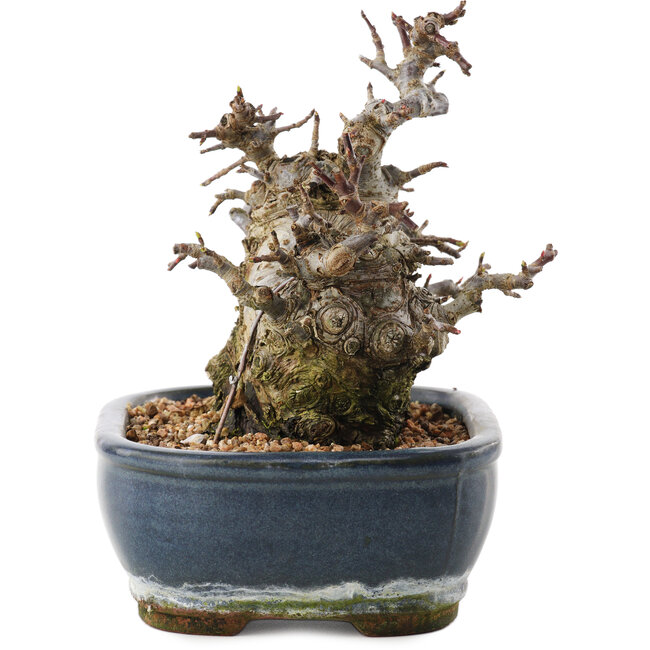 Malus, 16 cm, ± 20 Jahre alt