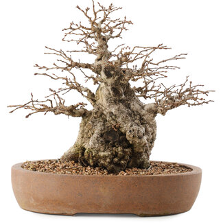 Carpinus coreana, 26,5 cm, ± 15 ans