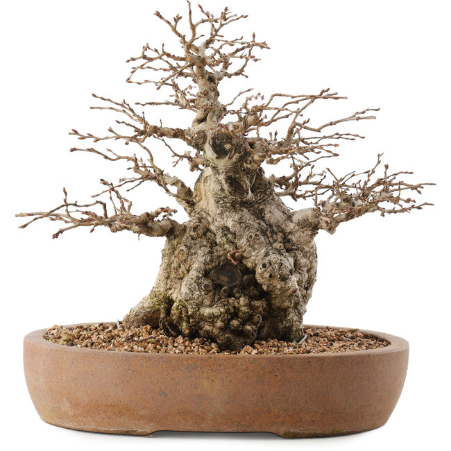 Carpinus coreana, 26,5 cm, ± 15 jaar oud
