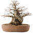 Carpinus coreana, 26,5 cm, ± 15 jaar oud
