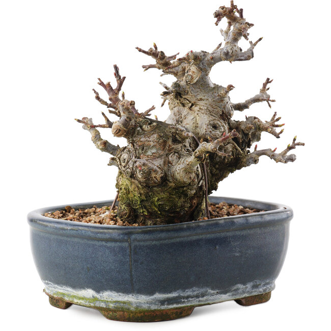 Malus, 16 cm, ± 20 years old