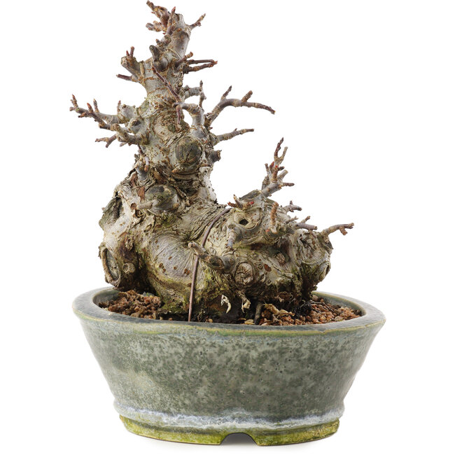 Malus, 17 cm, ± 20 ans