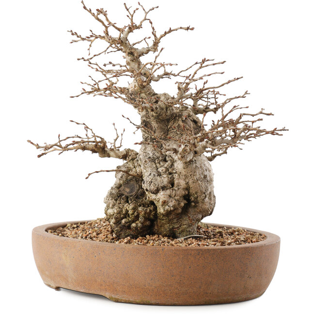 Carpinus coreana, 26,5 cm, ± 15 years old