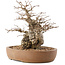 Carpinus coreana, 26,5 cm, ± 15 ans