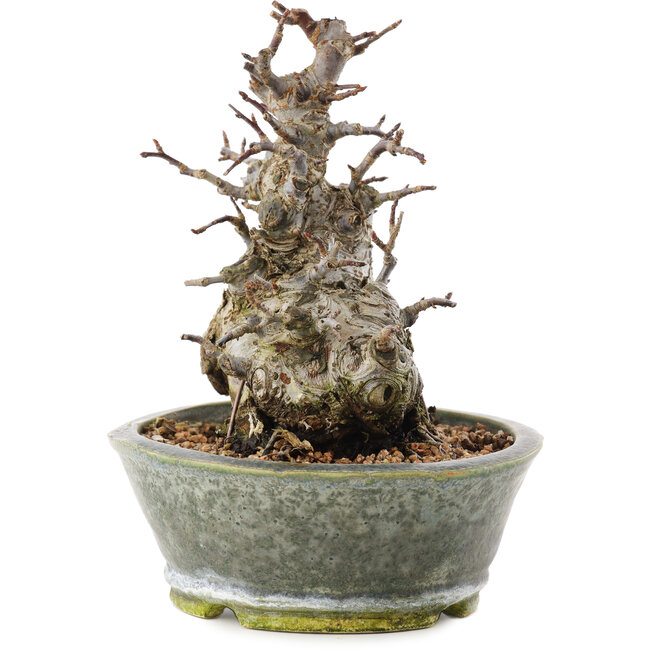 Malus, 17 cm, ± 20 anni