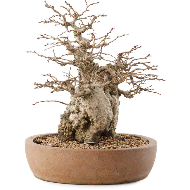 Carpinus coreana, 26,5 cm, ± 15 Jahre alt