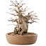 Carpinus coreana, 26,5 cm, ± 15 ans