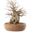 Carpinus coreana, 26,5 cm, ± 15 jaar oud