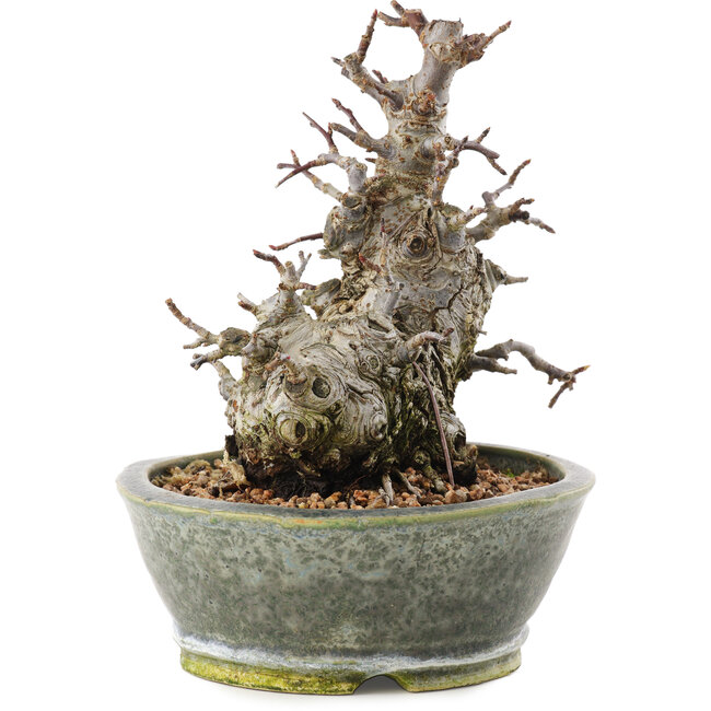 Malus, 17 cm, ± 20 anni