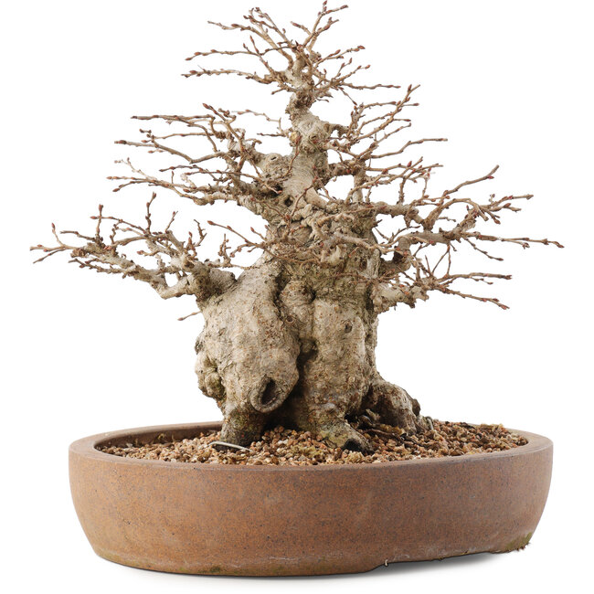 Carpinus coreana, 26,5 cm, ± 15 jaar oud