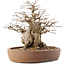 Carpinus coreana, 26,5 cm, ± 15 jaar oud