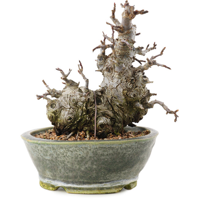 Malus, 17 cm, ± 20 years old