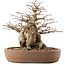 Carpinus coreana, 26,5 cm, ± 15 ans