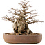 Carpinus coreana, 26,5 cm, ± 15 jaar oud