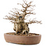 Carpinus coreana, 26,5 cm, ± 15 Jahre alt