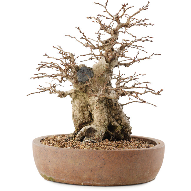 Carpinus coreana, 26,5 cm, ± 15 jaar oud