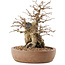 Carpinus coreana, 26,5 cm, ± 15 years old