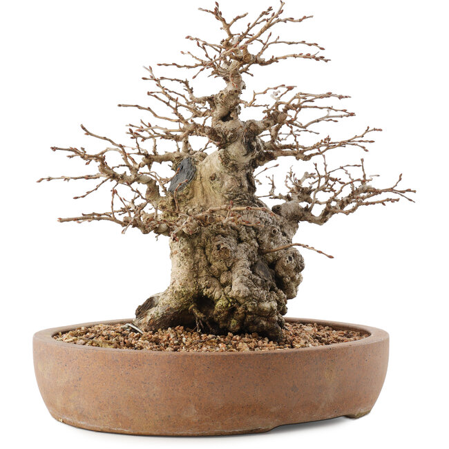 Carpinus coreana, 26,5 cm, ± 15 anni