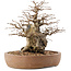 Carpinus coreana, 26,5 cm, ± 15 ans