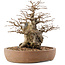 Carpinus coreana, 26,5 cm, ± 15 jaar oud
