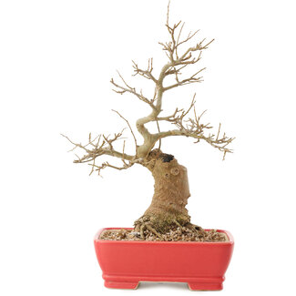 Celtis sinensis, 27,5 cm, ± 20 anni