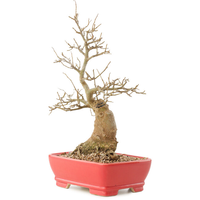 Celtis sinensis, 27,5 cm, ± 20 jaar oud