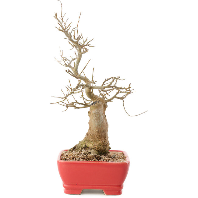 Celtis sinensis, 27,5 cm, ± 20 years old