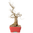 Celtis sinensis, 27,5 cm, ± 20 Jahre alt