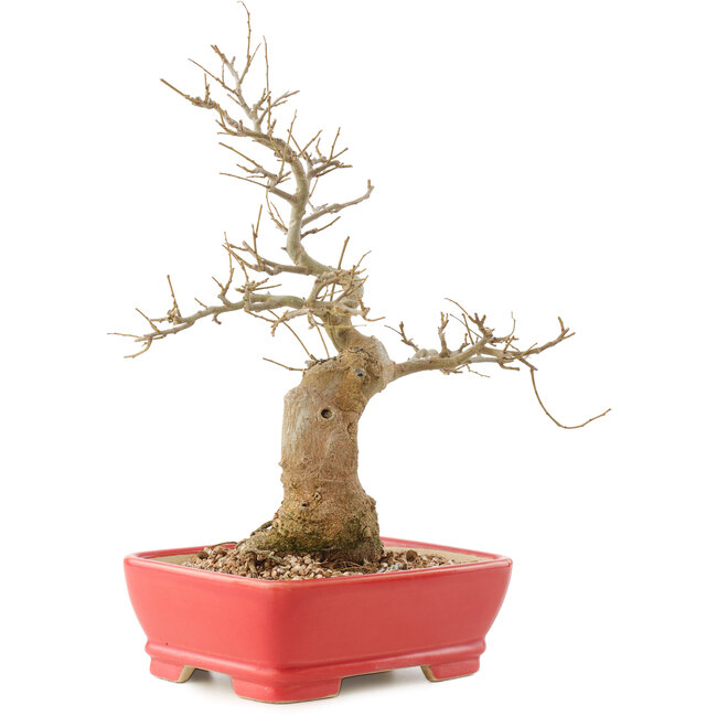 Celtis sinensis, 27,5 cm, ± 20 ans
