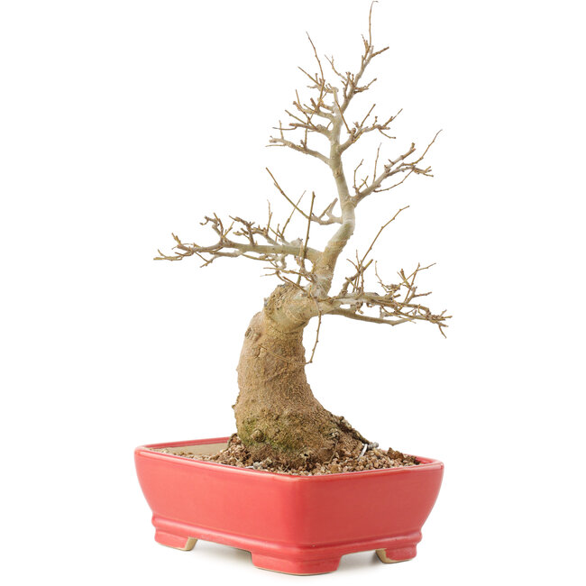 Celtis sinensis, 27,5 cm, ± 20 years old
