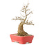 Celtis sinensis, 27,5 cm, ± 20 Jahre alt